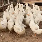 بط بكين عمر4شهور