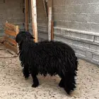 رخل عرب جذعه