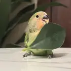 روز هدد داخلي