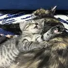 لي التبني