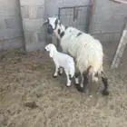 شاه حريه معها رخل