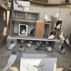 حمام باكستاني للبيع