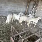 بهم سمان ومسكت ظهور وطرف