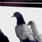 حمام باكستاني -و هندي