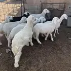 بهم حري فاخر للبيع 10