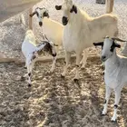 للبيع معزا بيشيات كحل