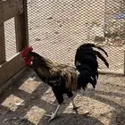 دجاج ديك بلدي