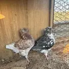حمام كنق