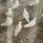 حمام للبيع منوع