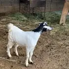 تيس فاخر.