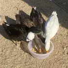 بط عمره حول خمس شهور ونص