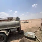 دينا تانكي