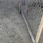 البيع دجاج شرط من المرض العدد6 دجاج