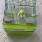 كناري سوري مغرد والأبيض موقف تغريد