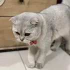 ذكر قط سكوتش اليف جدا