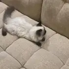 قط هملايا أنثى صغير للتبني