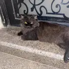 تبني قطوه   القطو ضايع حصلته  شرط تخاف الله فيها