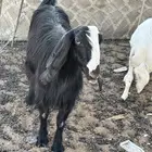 معزا مضاريع مع فحلها