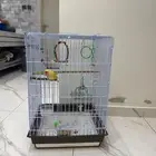ببغاء روز اليف مررره