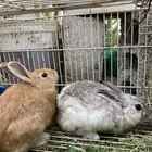 أرانب للبيع في تنومه شرط
