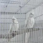 زوج كروان منتج