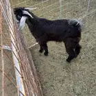 تيس عارضي جذع