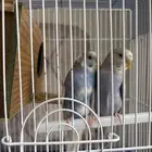 ببغاء بادجي زوج.