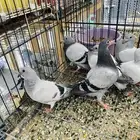 للبيع مجموعة طبات زواجل