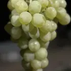عنب درجة أولى