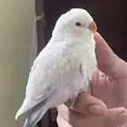 parrots for sale