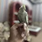 طير كروان اليف لعوب حمامه وهدد ماشاء الله