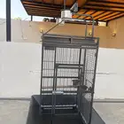 للبيع شبك ببغاء