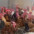 تم البيع الله يبارك لرعيه