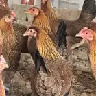 دجاج عربي فري العدد 22(انباع)