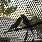 بادجي ببغاء طيور