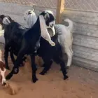 9 جفار مراح فواخر