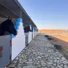 اسطبل خيل بالمزاحمية