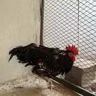 للبيع ديك سوسكس انجليزي