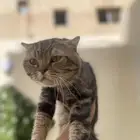 قط للتبني سكوتش فولد