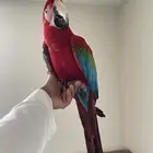 مكاو قرين وينق من اصعب الاحجام واجملها طيران حر تم البيع