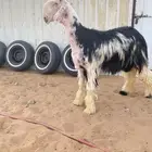 للبيع جذع صنف مشروط النسف