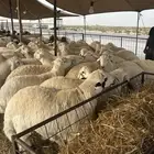 حريات كناور وحريات جبر ونعيم جبر ووسط فاخر