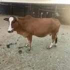 بقرة بلدي لقحة ام ثاني