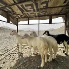 طليان تربيه