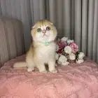 قطط سكوتش تربل فولد واستريت للبيع