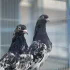 حمام
