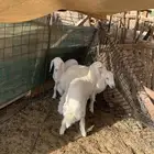للبيع 3 طليان حريه