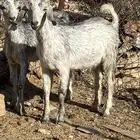تبوس فل شحم ومخاصي