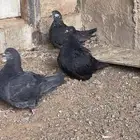 حمام فرنش