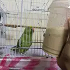 للبيع انثى دره هنديه متكلمه و طالبه تزاوج